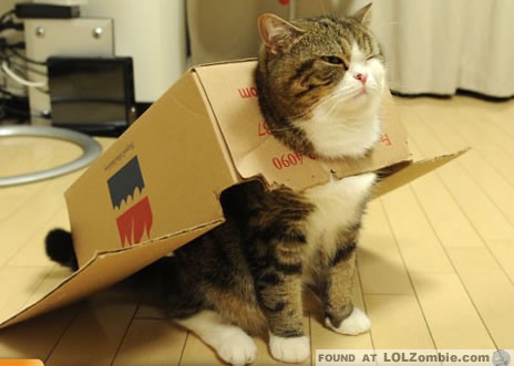 cat