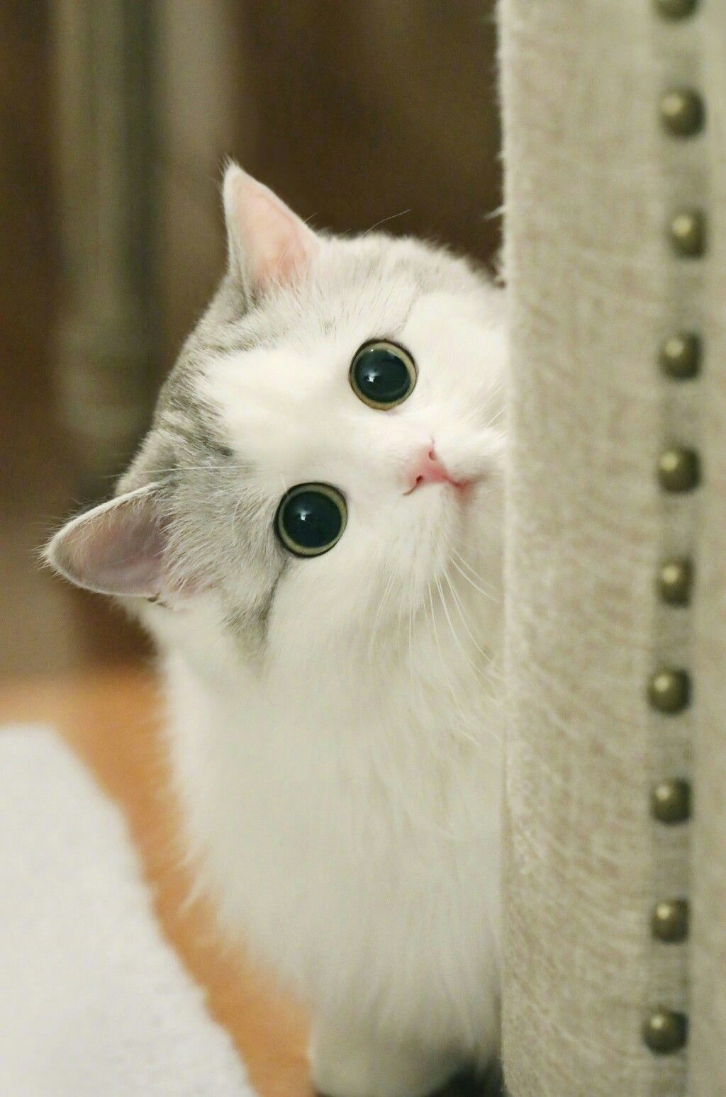 a white cat