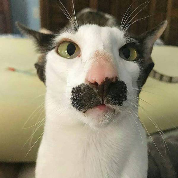 Mr Cat