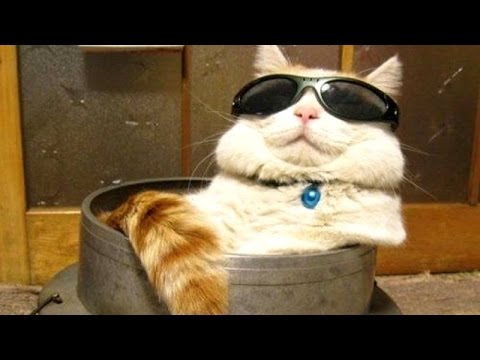 sunglasses-cat.jpg