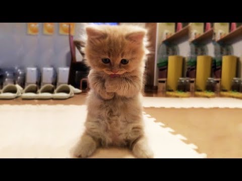 kitten