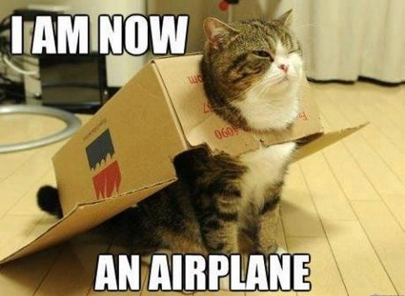 Funny-Cat-Memes-Hilarious.jpg