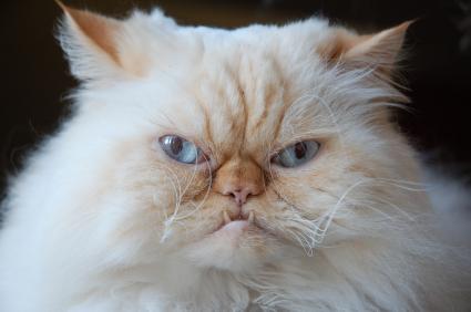 grumpy-cat.jpg