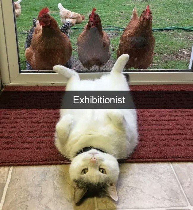 cat chicken